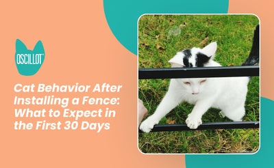 Cat Behavior After Installing a Fence: What to Expect in the First 30 Days