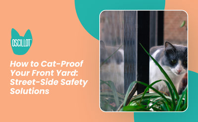 How to Cat-Proof Your Front Yard: Street-Side Safety Solutions