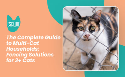 The Complete Guide to Multi-Cat Households: Fencing Solutions for 3+ Cats